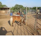 Bud in Round Pen