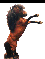 Herd sire