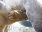 Mini Foals