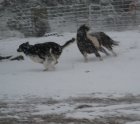 Fun Run