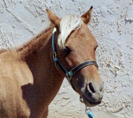 Sarjet