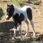 Obsidian Cheyenne