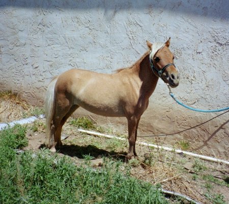SarJet