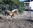 Training in a Round Pen